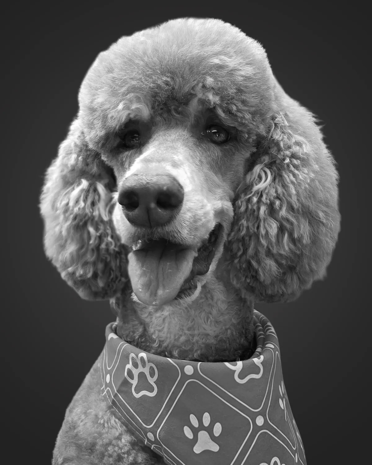 Leia, Chief Barking Officer at Studiolittle